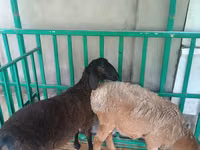Ovejas (lote, sexo no especificado), Ovejas — foto 1