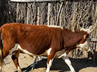 Bovinos (lote, sexo no especificado), Latvian Blue cattle — foto 2