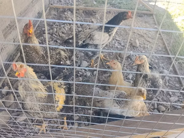 Chickens — Kirgisistan