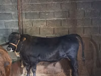 Бұқа, Simmental cattle — 4-сурет