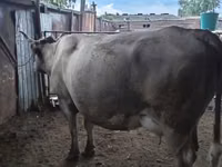 بقرة, Latvian Blue cattle — الصورة 3
