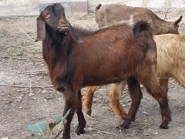 عنزة, الماعز