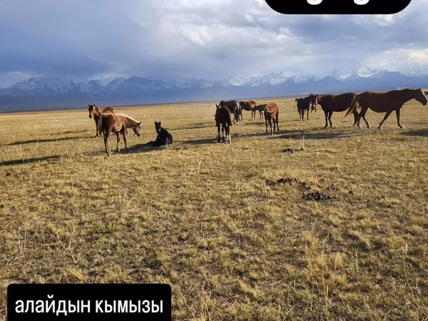 Кымыз, саамал, В розницу, Самовывоз, Бесплатная доставка, Платная доставка