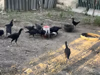 Chickens — Foto 2