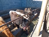 Toro, Swiss cattle — foto 2