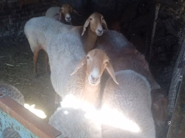 Schaf, Edilbay sheep — Kirgisistan