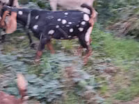 تيس, Nubian Goat — الصورة 5