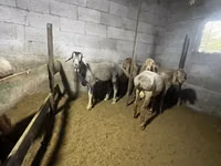 Қошқар, Rhon sheep — 6-сурет
