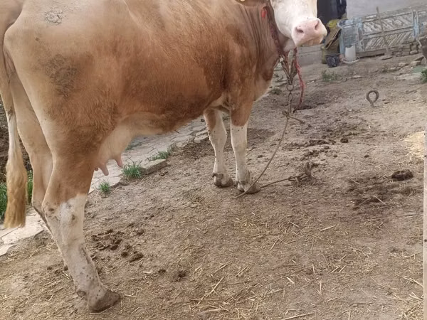 母牛, Simmental cattle