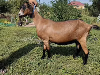 Ешкі, Alpine goat — 1-сурет