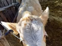Kuh, Simmental cattle — Foto 1