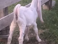 Cabro, Gulabi goats — foto 2