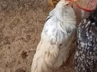 Chickens — Foto 6