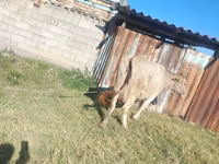Sigir, Simmental cattle — 2-rasm
