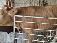 Kuh, Simmental cattle — Foto 2