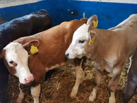 Buqa, Simmental cattle — 1-rasm