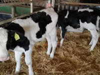 Toro, Russian Black pied cattle — foto 1