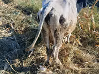 गाय, Russian Black pied cattle — फ़ोटो 2