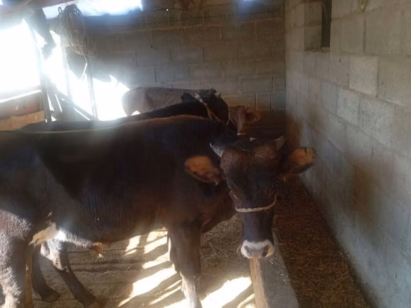 公牛, Swiss cattle — 吉尔吉斯斯坦