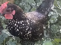 Chickens — Foto 1