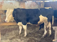 Bulle, Russian Black pied cattle — Foto 2