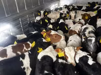公牛, Russian Black pied cattle — 照片 5