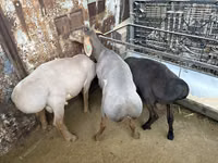 Qoʻchqor, Arashan sheep — 5-rasm