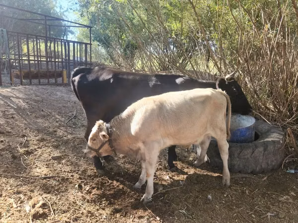 गाय, Latvian Blue cattle — कज़ाखस्तान