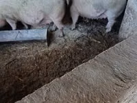 Cerda, Cerdos — foto 1