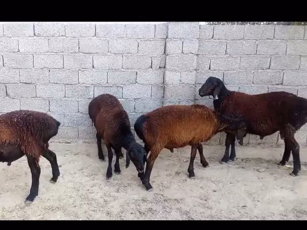 母山羊, Goats — 哈萨克斯坦