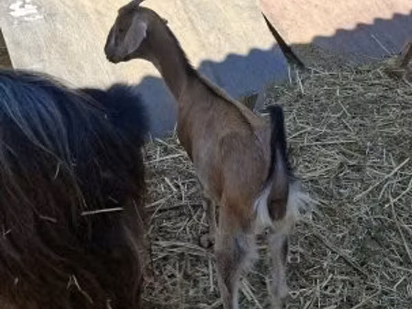 Ziege, Nubian Goat