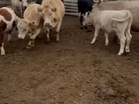 Cow, Simmental cattle — photo 3