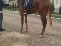 Stute, Thoroughbred horse — Foto 1
