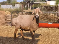 Schaf, Baerchuke sheep — Foto 7