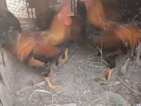 Chickens — Foto 2