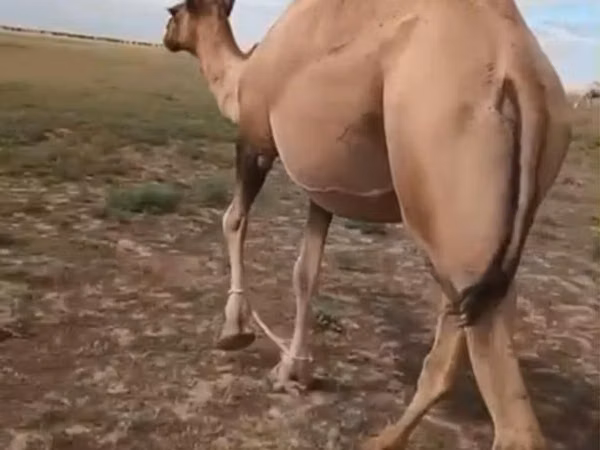 Kamelstute, Kazakh Bactrian camel