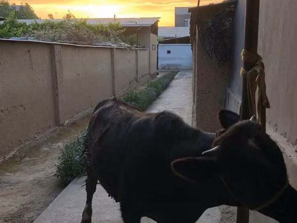 公牛, Aberdeen-Angus — 乌兹别克斯坦