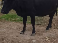 गाय, Russian Black pied cattle — फ़ोटो 1