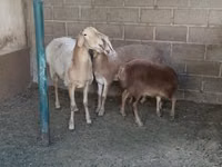 Schaf, Arashan sheep — Foto 2