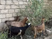 बकरी, बकरियाँ — फ़ोटो 3