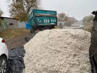 Жом свекловичный (кормовой) — свежий, рассыпной ЖОМ жом жом жом ЖОМ — Foto 2