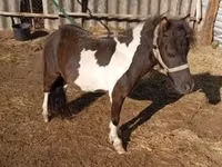 Hengst, Falabella — Foto 1