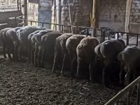 Carnero, Rhon sheep — foto 4