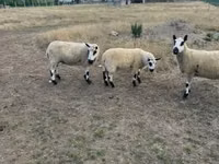 Oveja, Cerry Hill sheep — foto 3