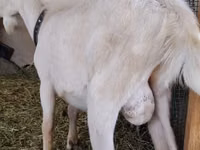 Ziegenbock, Saanen goat — Foto 2