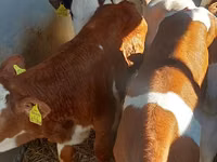 公牛, Simmental cattle — 照片 1