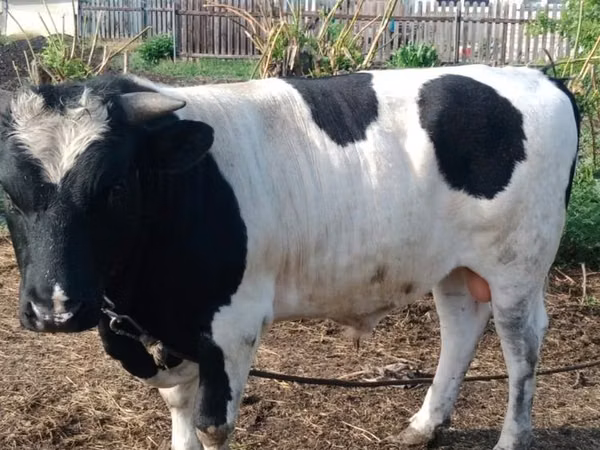公牛, Holstein breed — 哈萨克斯坦