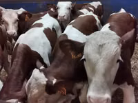 Toro, Simmental cattle — foto 1