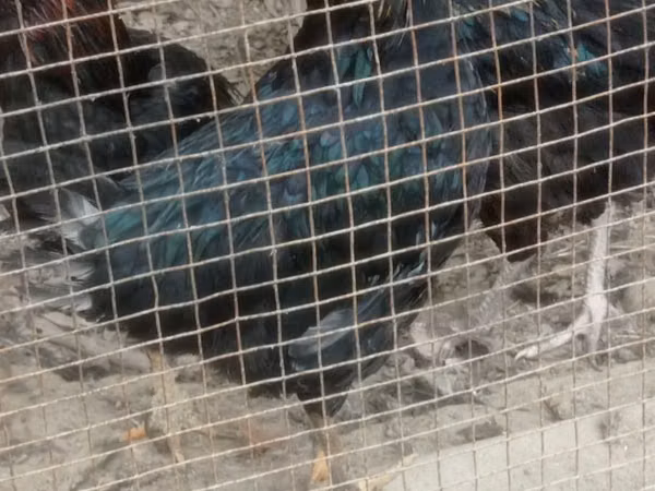 Chickens — أوزبكستان
