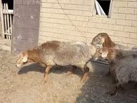 Қошқар, Hissar sheep — 4-сурет